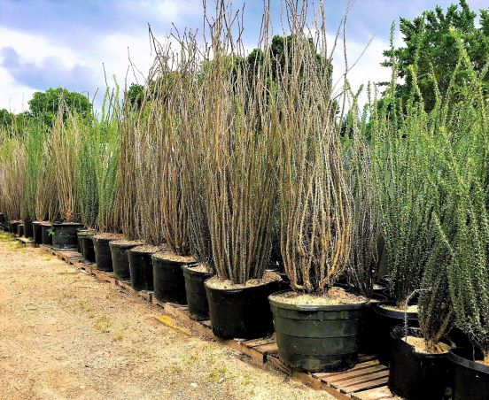 Fouquieria splendens | The Cactus King